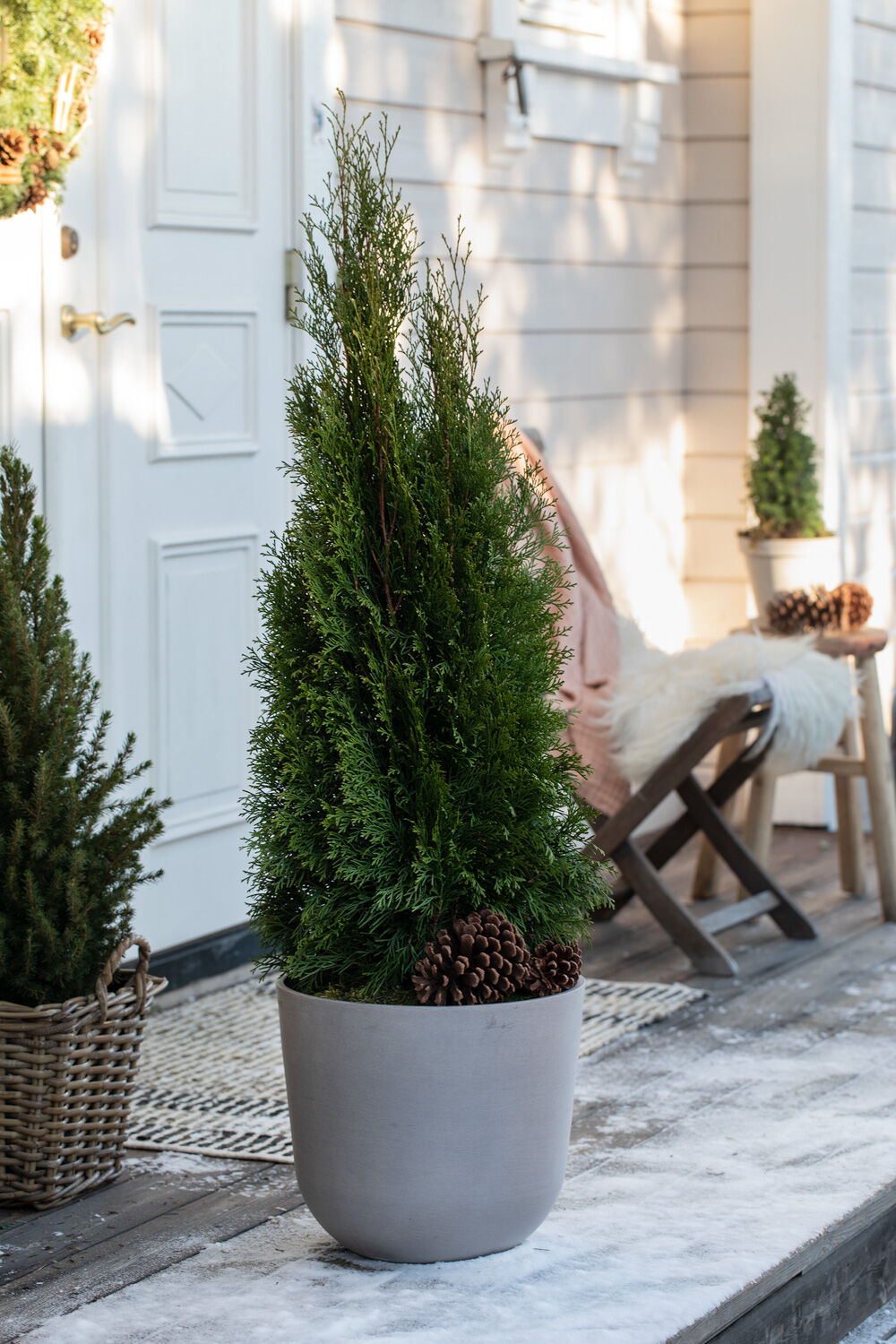 Thuja Smaragd